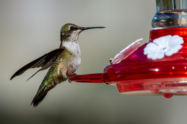 A Ruby-throated Hummingbird at a feeder.