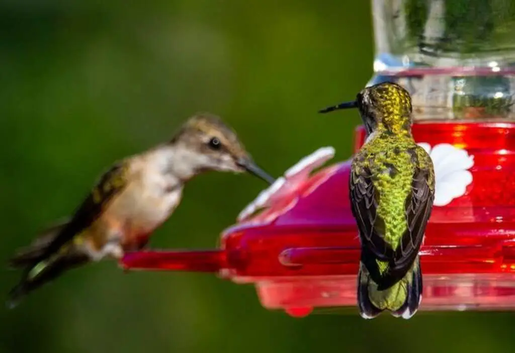 A ruby-throated hummingbird looks at another hummingbird feeding on its feeder.