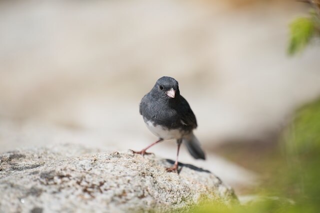 A Dark-eyed Junco perched on a large rock.