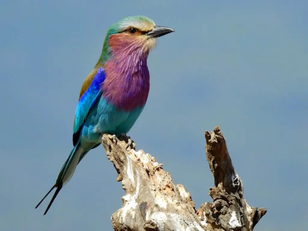 A Lilac-breasted Roller perched on a tree stump.