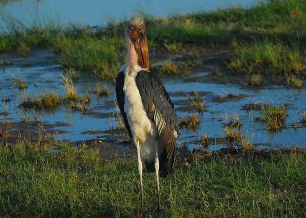 A Marabou Stork in marsh standing still.