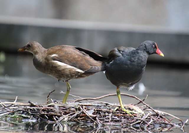 A couple of Moorhens looking like they want to fart.