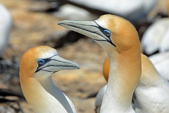 A close-up shot of a pair of Northern Gannets.