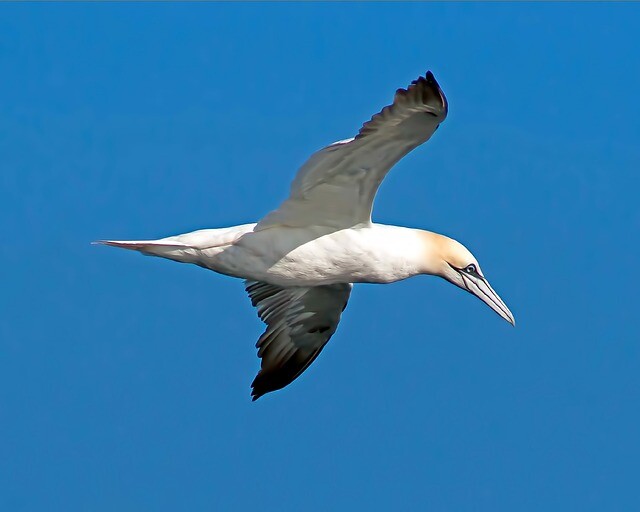 A Northern Gannet flying through the sky.