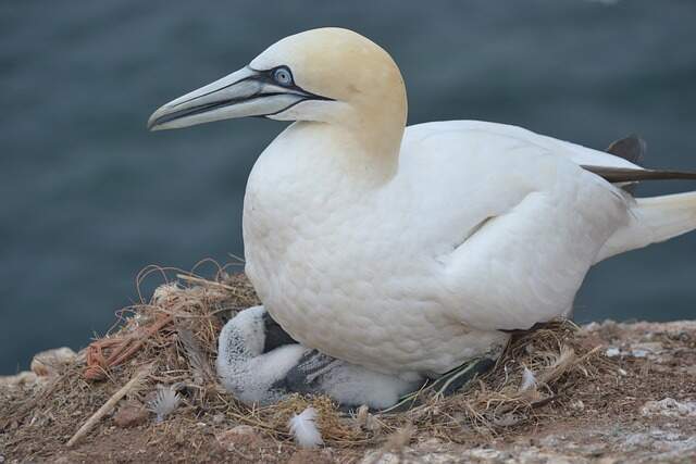 A Northern Gannet sitting in its nest.