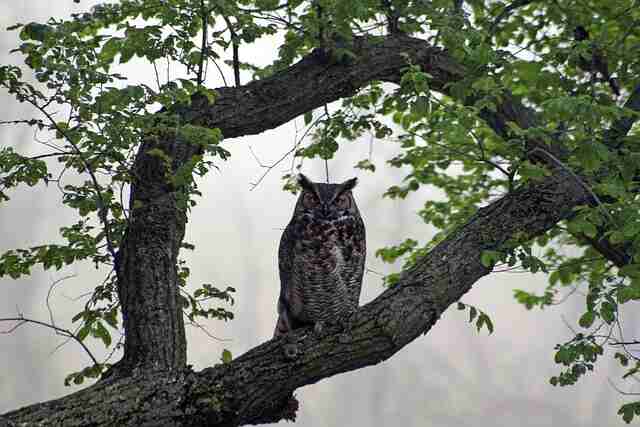 A Great Horned Owl perched in a tree.
