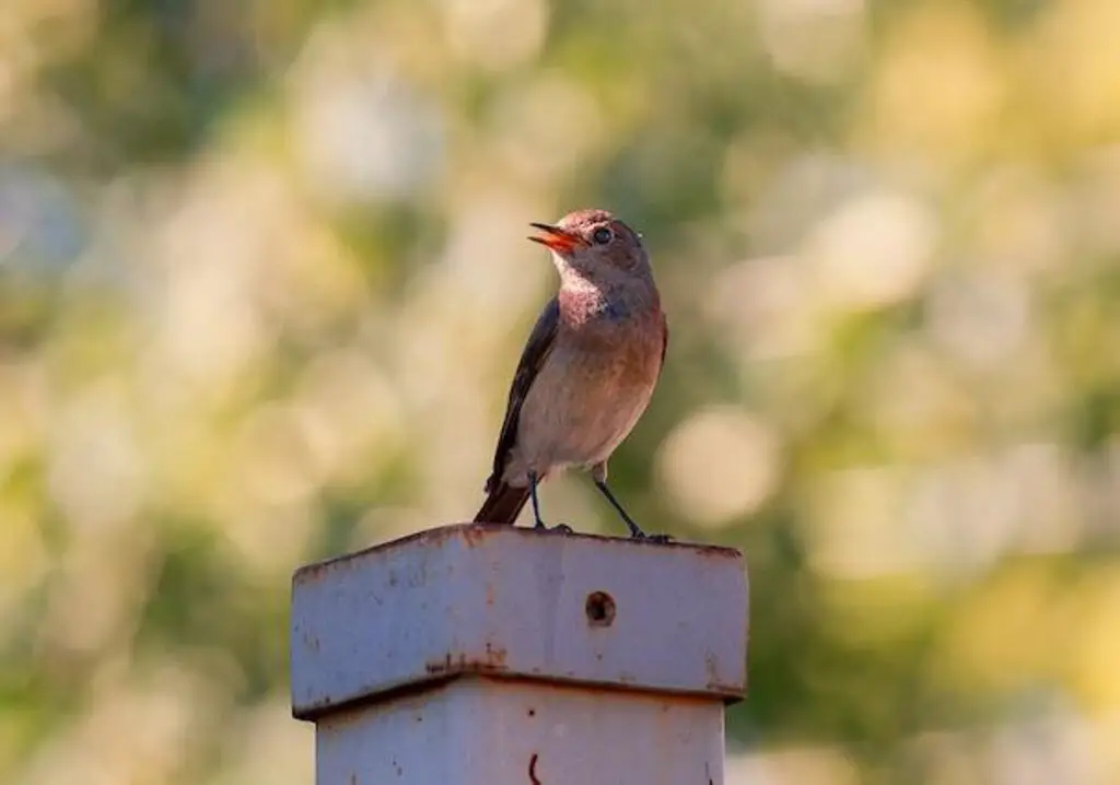 A Familiar Chat perched on a post singing away.