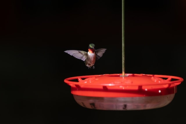 A hummingbird flying towards a feeder.