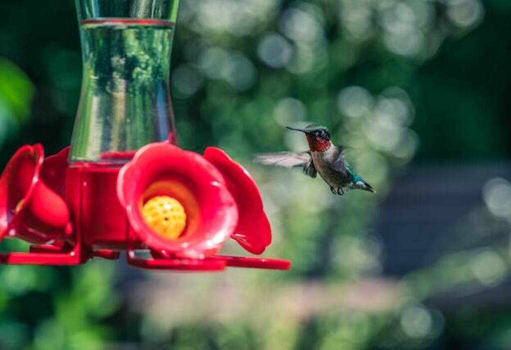 A hummingbird approaching a hummingbird feeder.