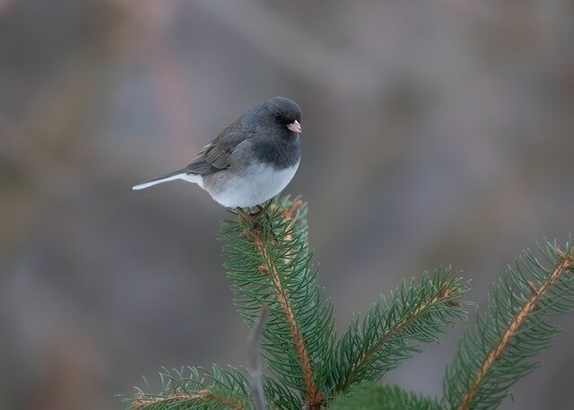 A Dark-eyed Junco perched on a pine tree.