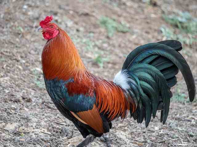 A rooster foraging around for food.