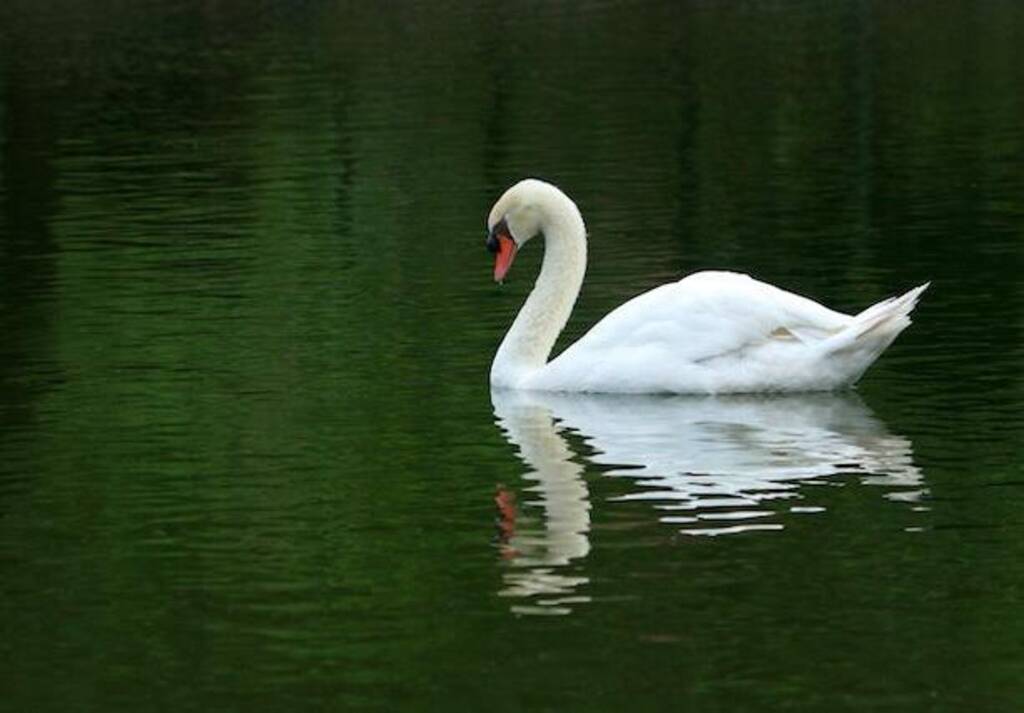 A Mute Swan gliding through the water.