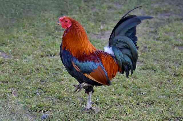 A Rooster walking around.