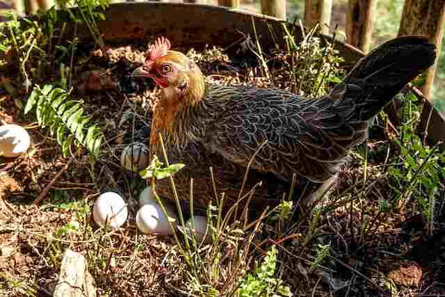 A Hen incubating eggs in a nest.