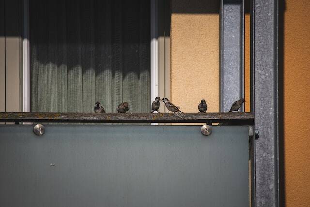 A bunch of House Sparrows perched on a balcony railing.
