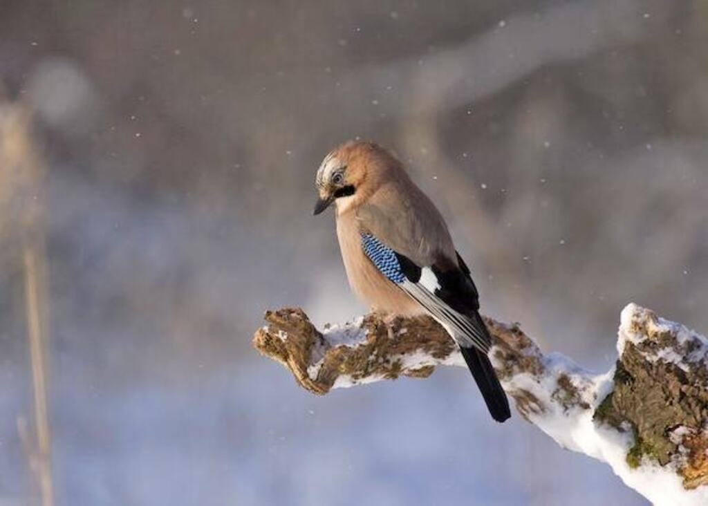 A Eurasian Jay perched in a tree in winter.