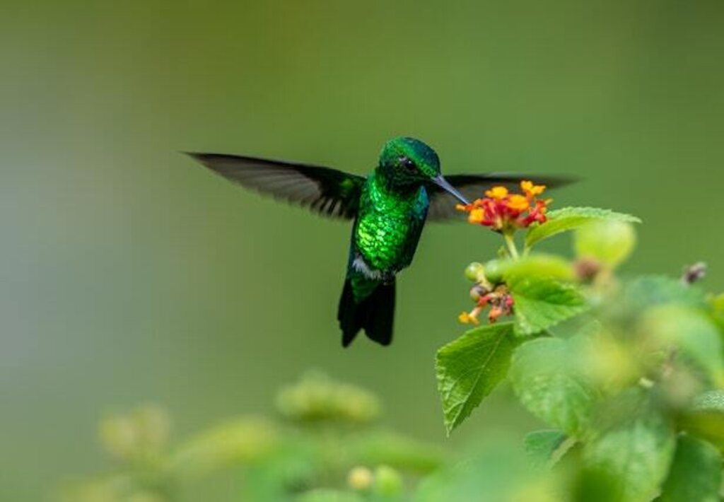 A Blue-tailed Emerald Hummingbird extracting nectar from a flower.