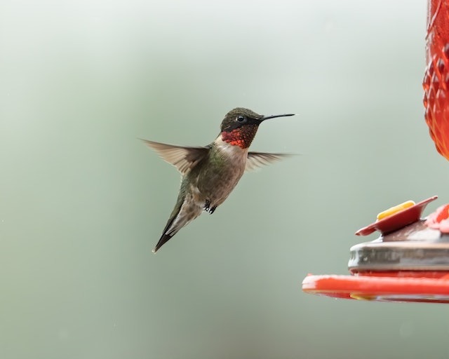 A hummingbird flying near a hummingbird feeder.