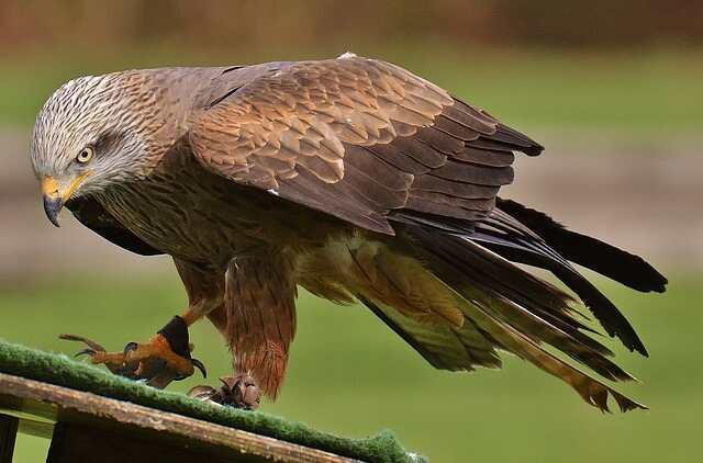 A Red Kite being used for falconry.