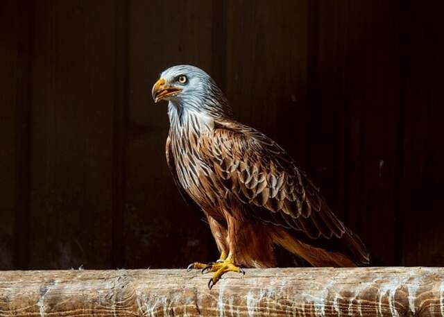 A Red Kite perched on a railing.