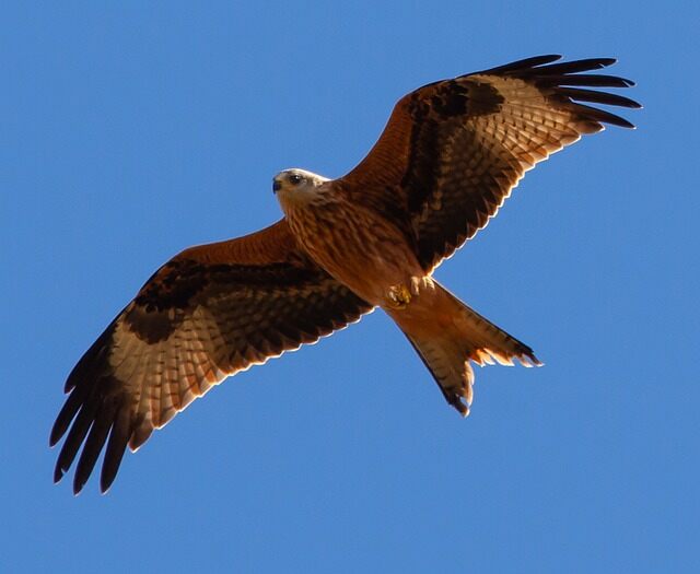 A Red Kite soaring in the sky.