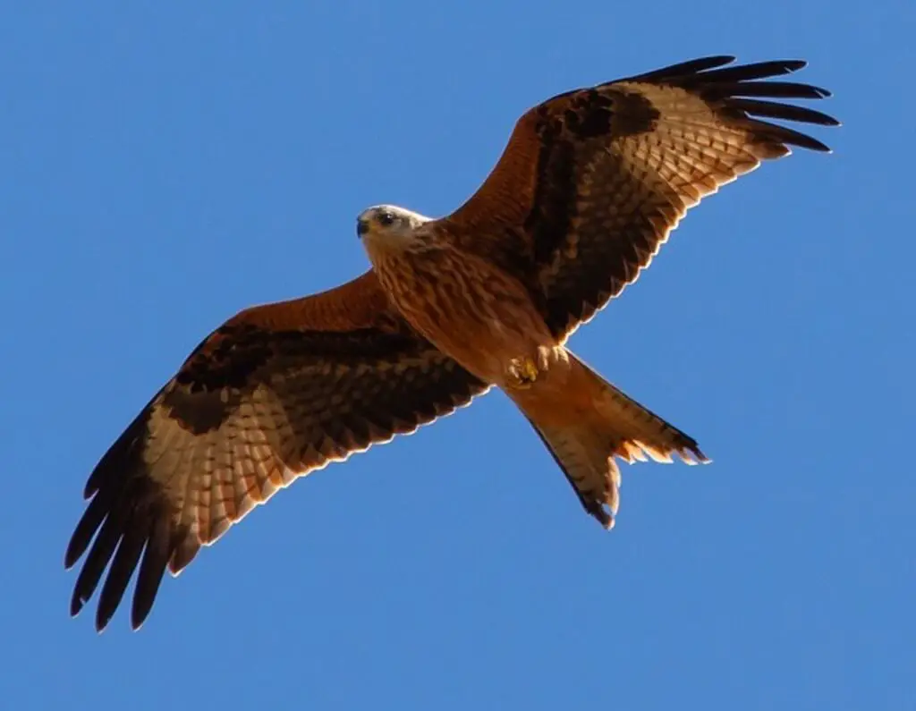 A Red Kite soaring through the sky.