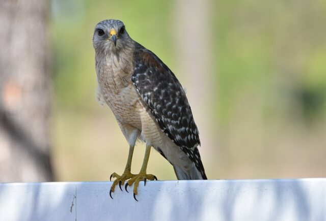 A Red-shouldered Hawk perched on a ledge.