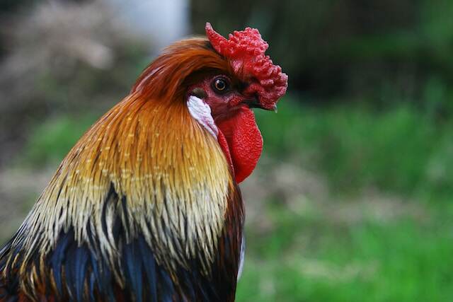 A close-up photo of a rooster in France.