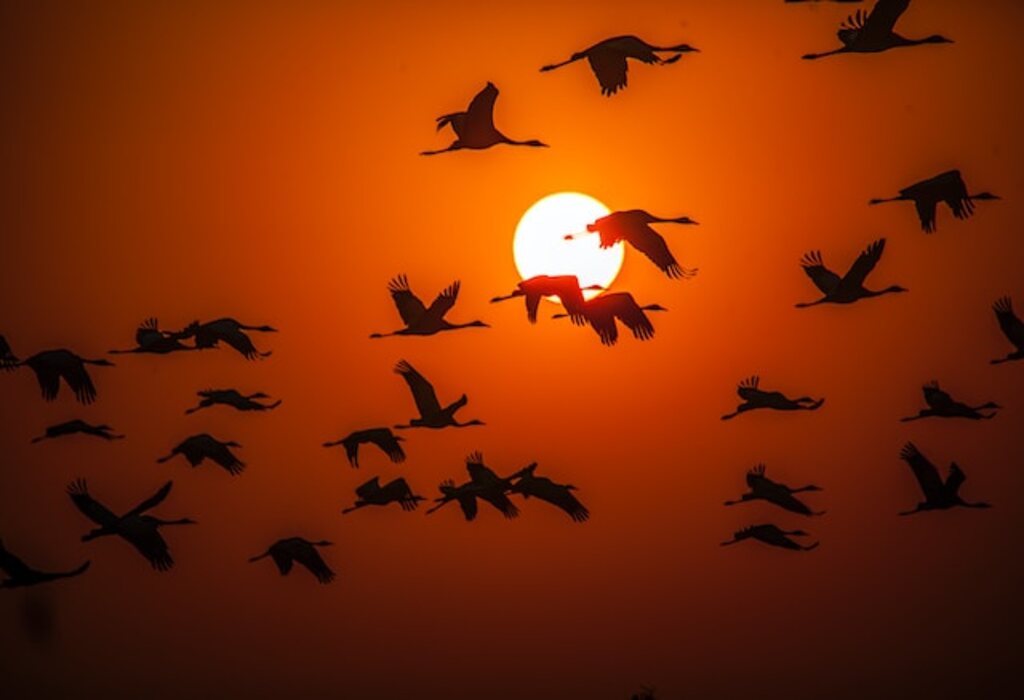 A flock of Geese migrating during sunrise.