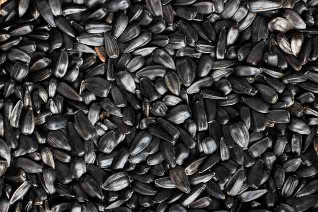Black-oil Sunflower Seeds.