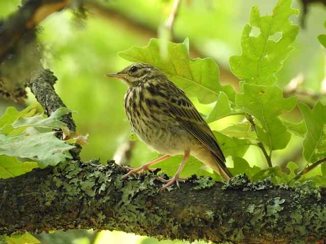 A Tree Pipit perched on a tree.