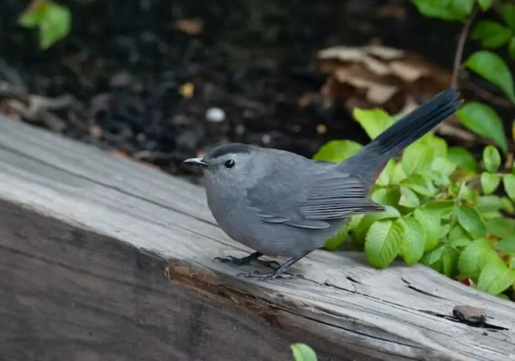 A Gray Catbird perched on a wooden railing.