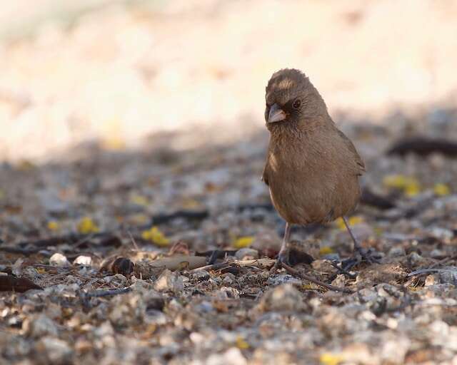An Albert;s Towhee foraging on the ground.