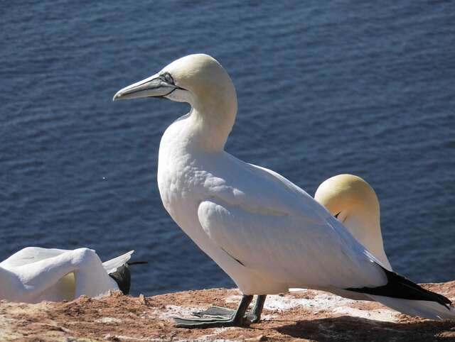 A Northern Gannet perched on a large rock.