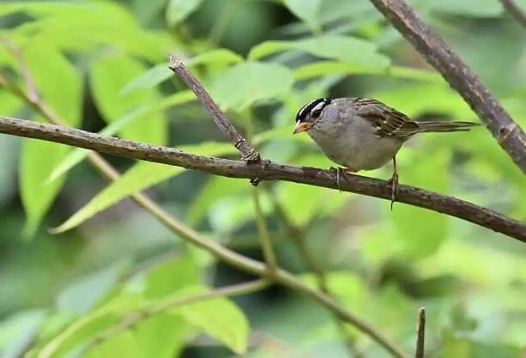 A White-crowned Sparrow perched in a tree.