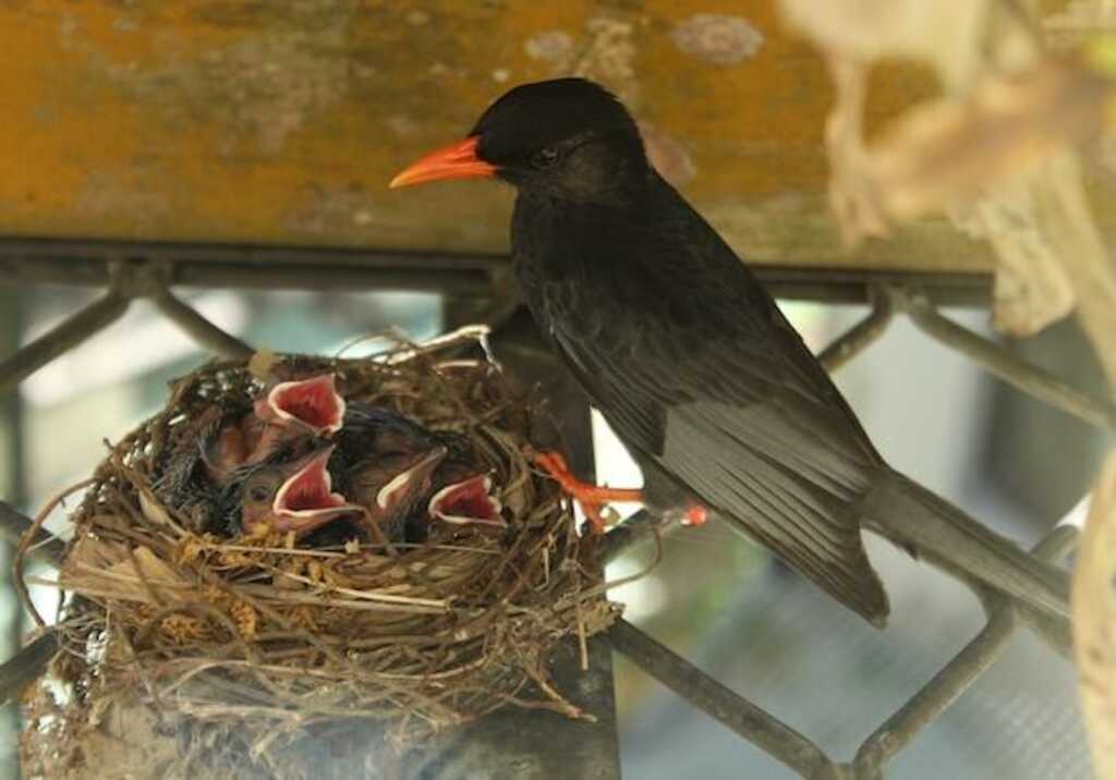 A black bulbul (Hypsipetes leucocephalus) with four nestlings. The photo was shot through my bedroom window.