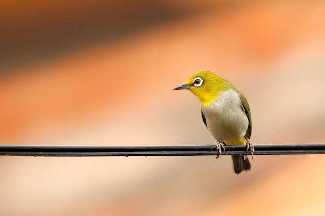 A Japanese White-Eye perched on a power line.