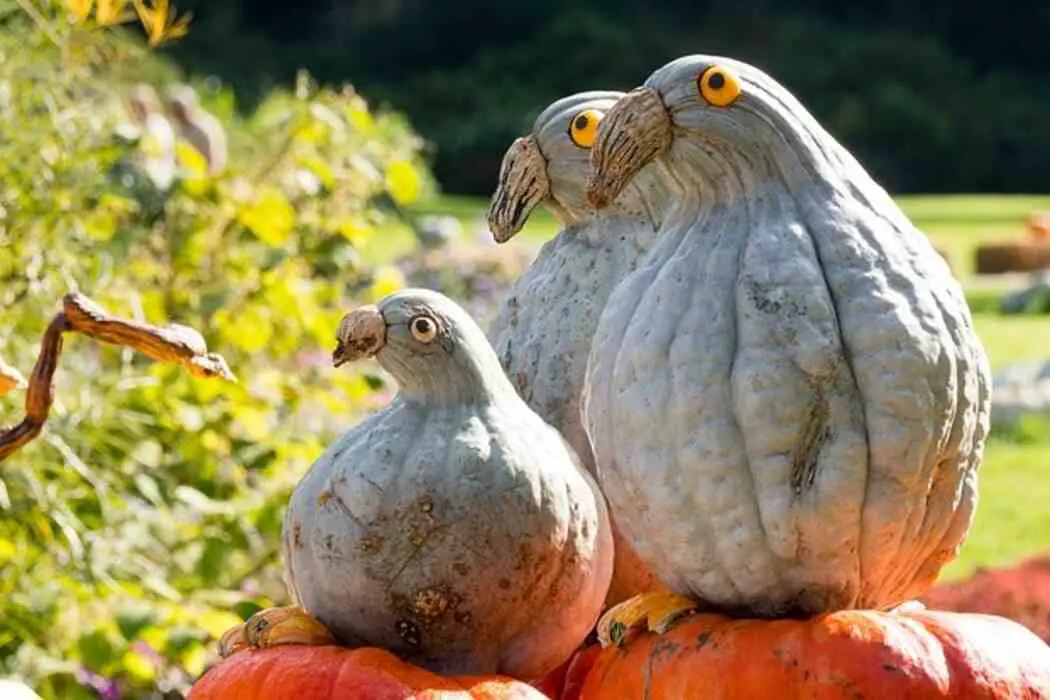 Pumpkins and squash shaped like birds.