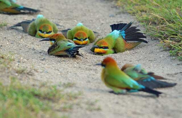 Rainbow Bee-eater birds were enjoying a dust bath.