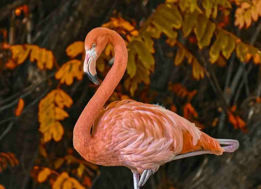 A pink Flamingo preening itself.