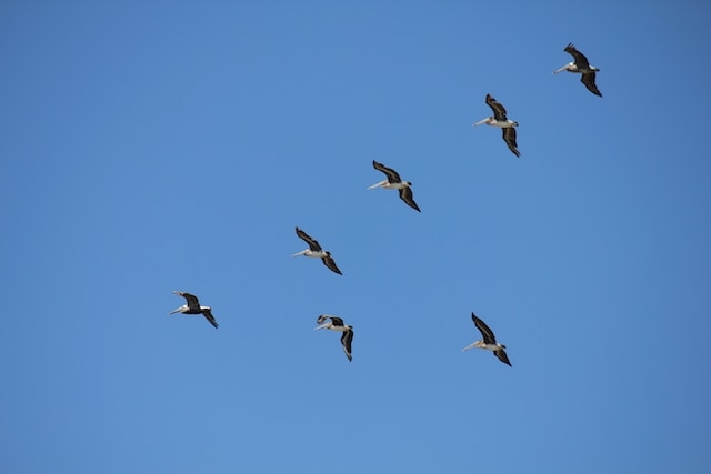 A group of Pelicans flying in a V-formation.