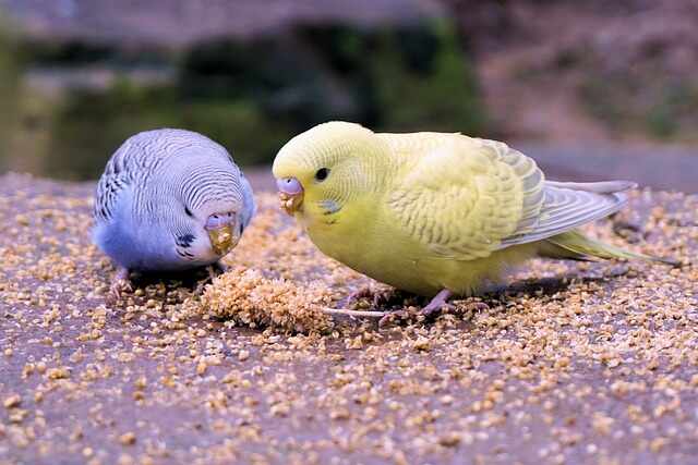 A pair of Budgies feeding on grains.