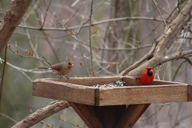 Male and female Cardinal's perched on a platform feeder eating cracked corn.