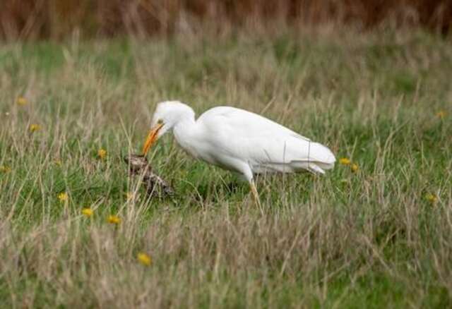 A Cattle Egret eating a frog.