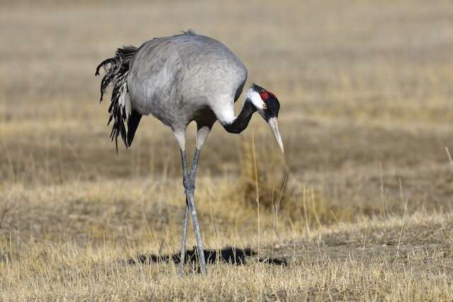A Common Crane foraging in a field.