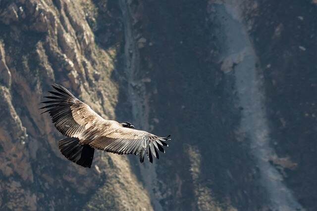 A Condor flying in circles.