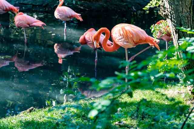 A group of Flamingos in the water standing on one leg.