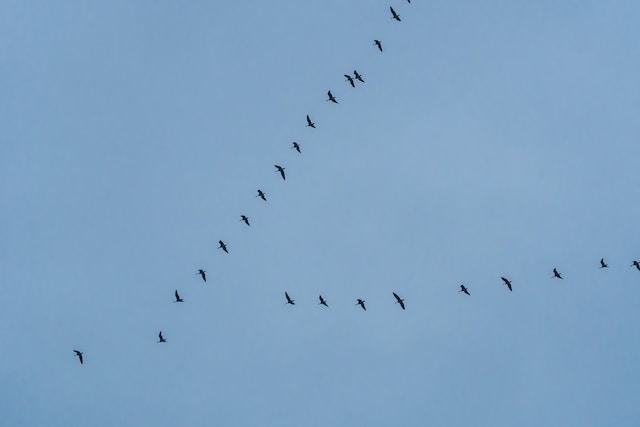 A group of geese flying in a V-formation.