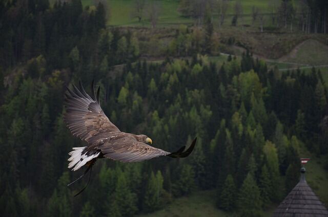 A Golden Eagle flying in circles.