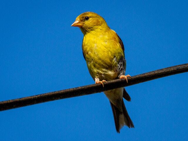 A male American Goldfinch perched on a wire.